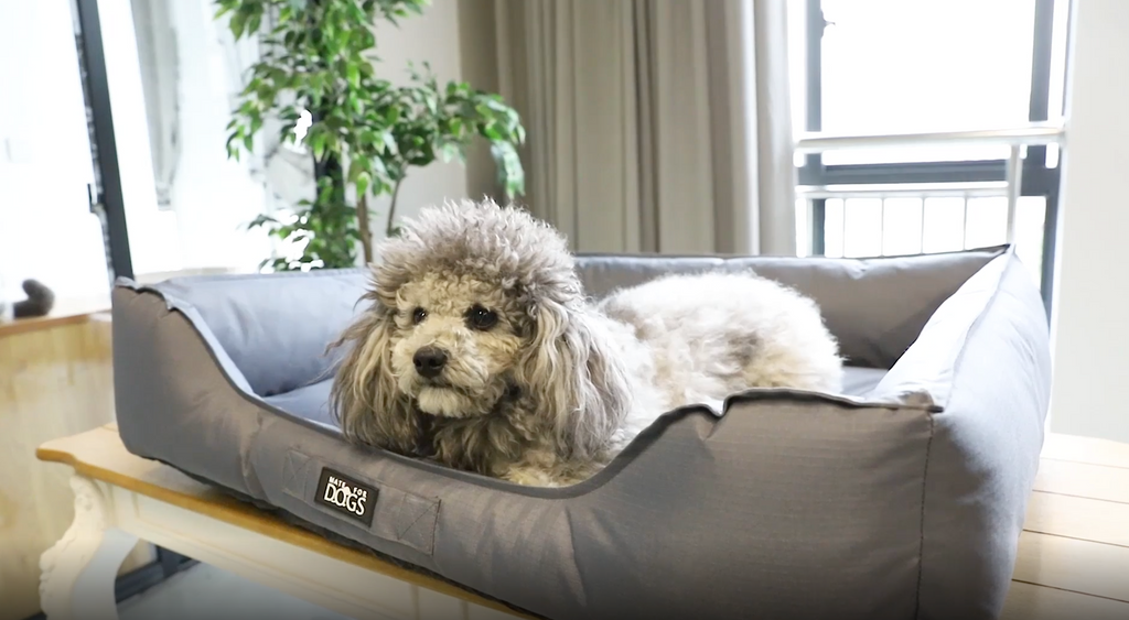 hundebett abwischbar Orthopädisches Hundebett in Grau – robust & bequem